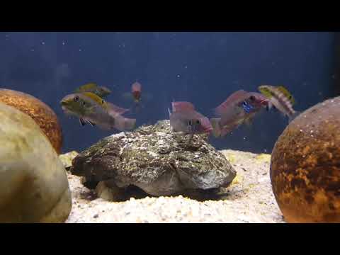 Wallaceochromis rubrolabiatus