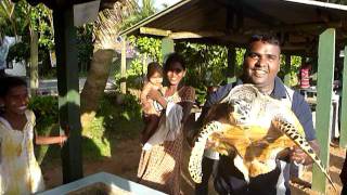 preview picture of video 'Sri Lanka,ශ්‍රී ලංකා,Ceylon,Baby Sea turtles at Kosgoda Beach (02)'