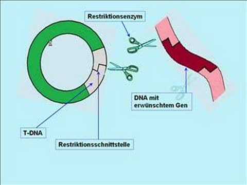 Transgener Raps - aber wie?