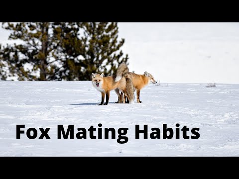 Fox Mating Habits