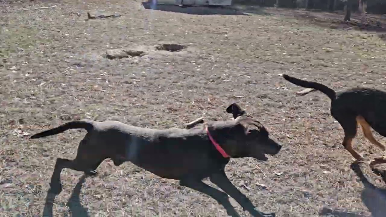 Destiny, a Adoptable mixed breed in Hartsville, SC video 4/4