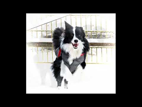 14 12 2022 pferdewinter