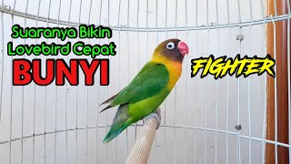 Download lagu Lovebird Gacor Ngekek Panjang FIGHTER, Suaranya memancing Lovebird apapun Ikut BUNYI mp3