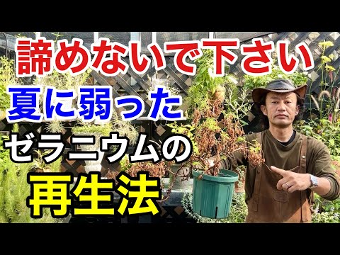 コーヒー粕入りゼラニウム用天然肥料