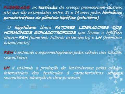 Anatomia e fisiológica do aparelho reprodutor masculino