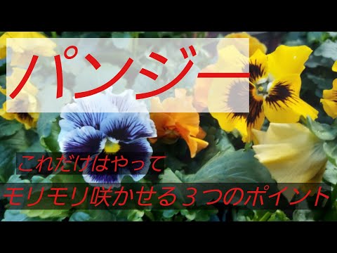 パンジーを植える時期と方法は？美しく開花させるためのヒントとコツ！  庭園