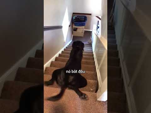 Chú chó úp bụng trượt xuống cầu thang và cái kết 😂