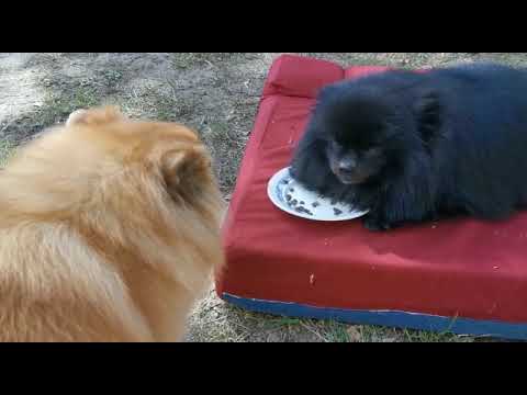 Одна тарелка на двоих, но я никому не дам