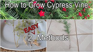 How to Grow Cypress Vine Cuttings - 2 Methods (English)