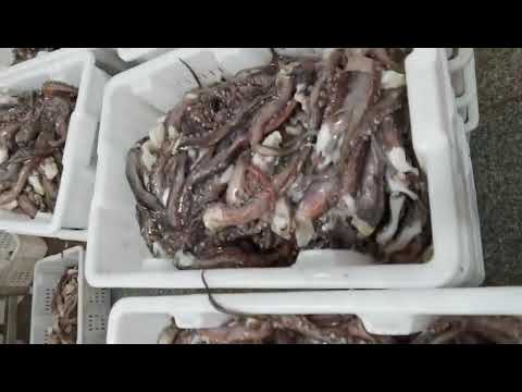 Processing squid tentacle in China factory
