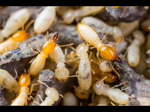 TechTalk: All About Termites
