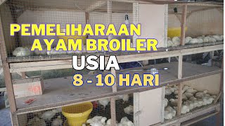 Download lagu Pemeliharaan Ayam Pedaging 100 Ekor - Usia 8 Sampai 10 Hari mp3 Download lagu Pemeliharaan Ayam Pedaging 100 Ekor - Usia 8 Sampai 10 Hari mp3
