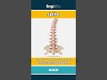 spine (noun) - definition and usage in English