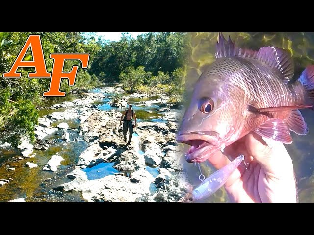 Adventure Jungle Fishing w Mangrove Jack an amazing Explore EP.409