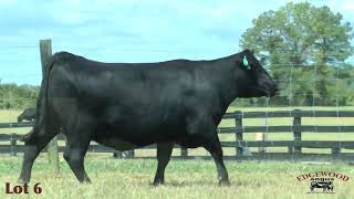 Edgewood Angus Lot 6