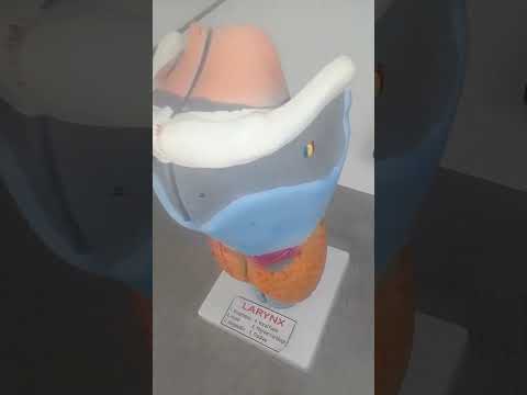 Human Larynx Model