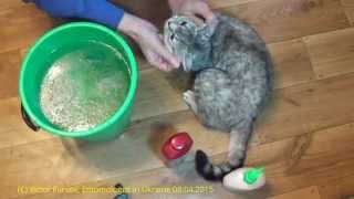 preview picture of video 'How to Make Grooming & Bathing for Your Nice Pets - Cat & Dog ?'