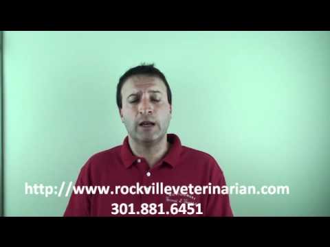 Rockville Veterinarian - How to Housebreak a Pet Dog or Cat
