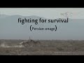 Onager Fighting For Survival