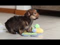 Morkie dogs for sale: Samantha - Video 1