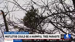 Mistletoe could be a harmful tree parasite