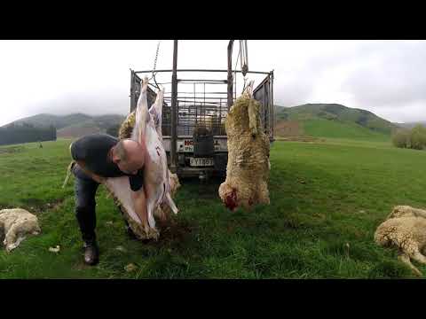 download lagu mp3 mp4 Whole Lamb For Sale Auckland, download lagu Whole Lamb For Sale Auckland gratis, unduh video klip Whole Lamb For Sale Auckland