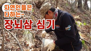 자연인들은 다 한다는 장뇌삼 심기! 인삼을 산에다 심으면 장뇌삼이 된다네요~