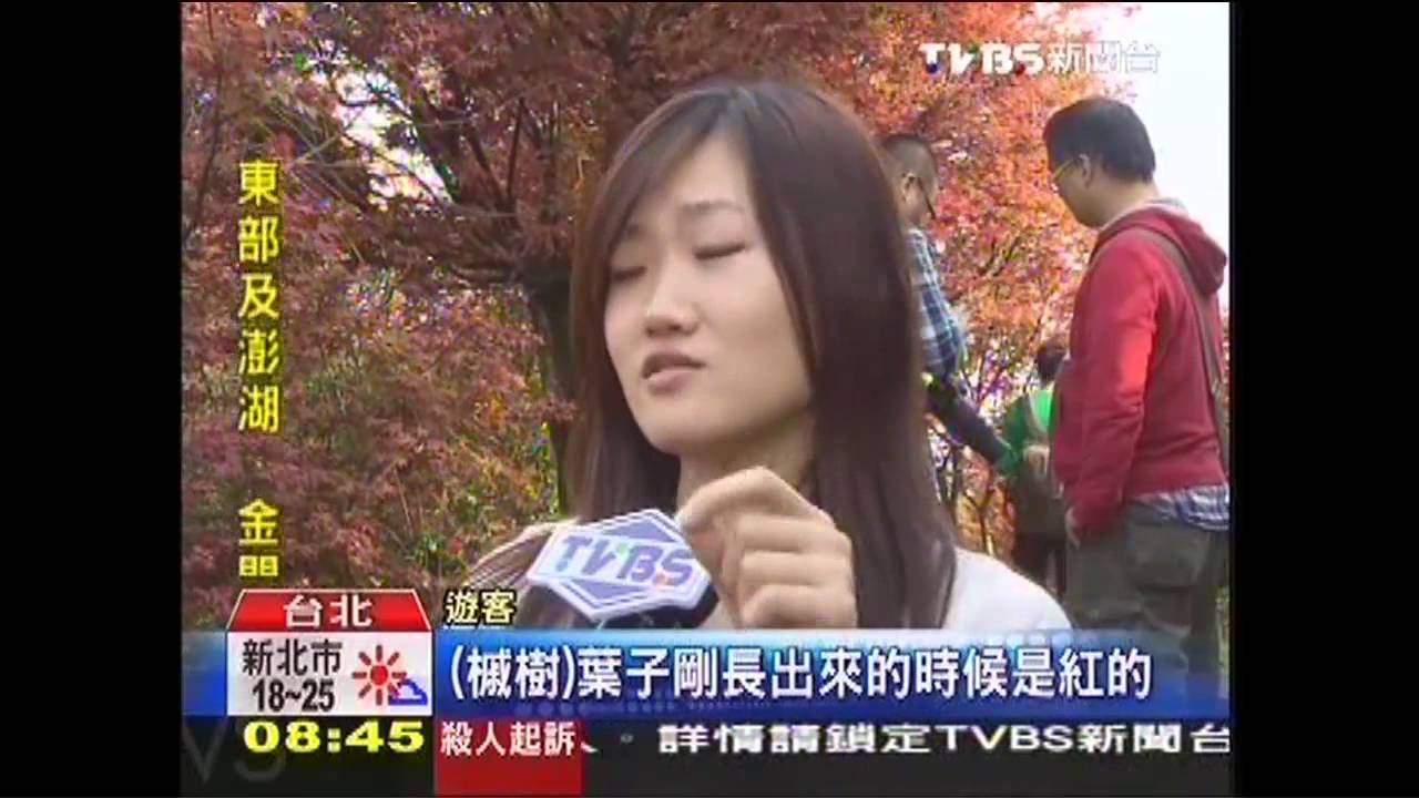 春「楓」紅了！　陽明山「槭樹」新芽吸睛