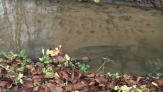 preview picture of video 'Sea trout spawning'