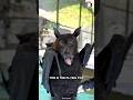 Flying Fox ️‍ The BAT With A Puppy Face