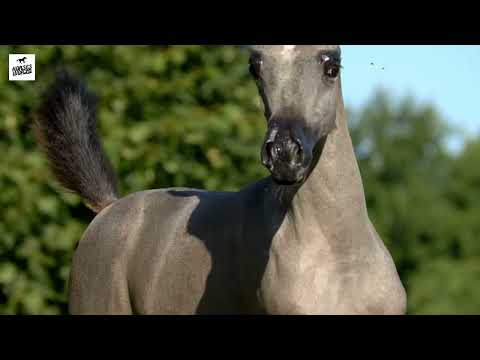 Arabian Horse EL LA LINDA STC - EKS Farajj x Ella Rae