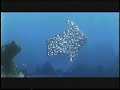 Finding Nemo Home Video Preview 2003 VHS