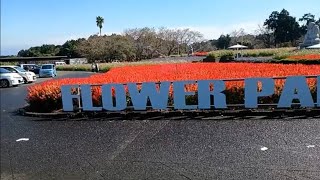 20251012 長崎県 島原市 有明の森フラワー公園 コスモス20万本