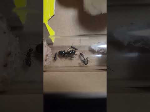 ANT QUEEN UPDATE! #ants #antkeeping #queen #news #testtube #science #update