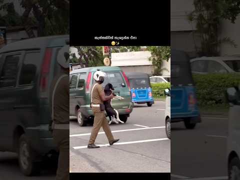 නිළ ඇදුම අස්සෙන් මතුඋන මනුස්සකම 🫡❤️🙏 #respect #doghelp #helpingdogs #puppy #fyp #viral #ytshorts