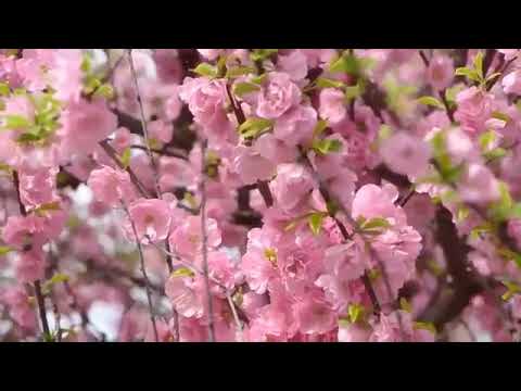 Spring waltz Symphony, Chopin, Classic Relax Music