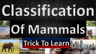Download lagu Mammals | Classification | Orders | Terms Made Easy mp3 Download lagu Mammals | Classification | Orders | Terms Made Easy mp3