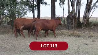 Download lagu LOT 113 mp3 Download lagu LOT 113 mp3