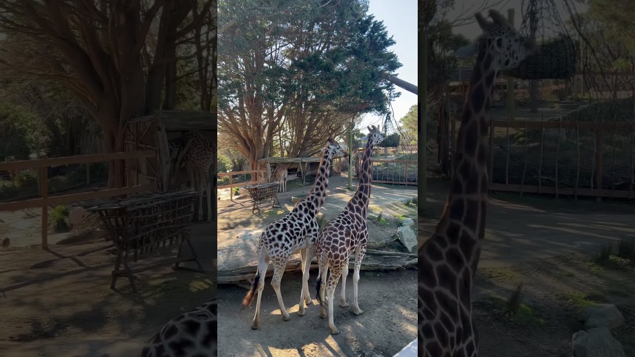 YouTube Short thumbnail