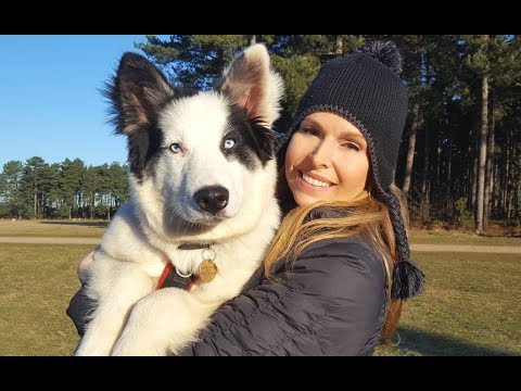 PERRO YAKUTIAN LAIKA - LOS SÚPER PERROS DE TRINEO DE RUSIA
