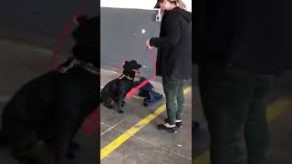 Video preview image #4 Labrador Retriever Puppy For Sale in CHARLESTON, WV, USA