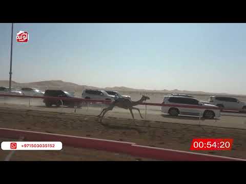 ش 8 دخول جماعي 2:13:60 , شارة الصندوق 2026/2/14 فطامين الوقن