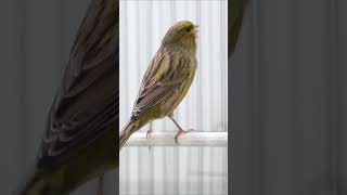 Download lagu Kenari Gacor Panjang Full Isian Mewah - 39 #kenari #kenarigacor #kenarigacorpanjang mp3