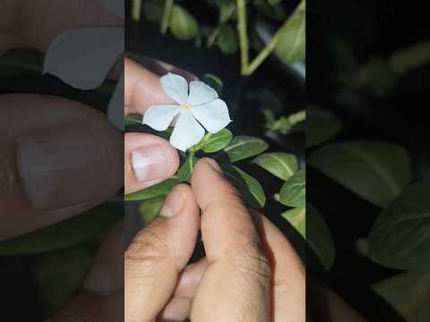 what an idea 🙂.Try this.#shorts #shortvideo #youtubeshorts #viral #reels #video  #subscribe🤲