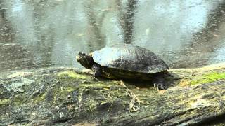 preview picture of video 'Rotwangen-Schmuckschildkröte im Grundwiesensee von Walldorf'