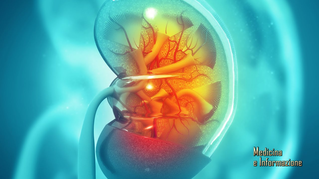 Salute del Rene, tutto ciò che dobbiamo sapere: fattori di rischio, prevenzione e diagnosi precoce