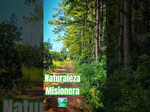 🏞️Paisajes de la naturaleza Misionera 🇦🇷😎. #naturalezamisionera #suscribeteanuestrocanal.
