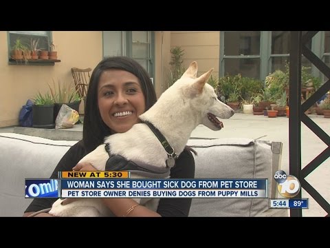 Thumbnail for Woman says she bought sick dog from pet store by Diego