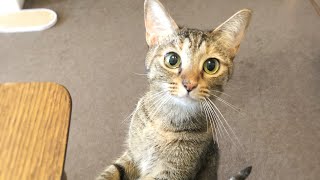 Busy lunch with cats 忙しい昼ご飯