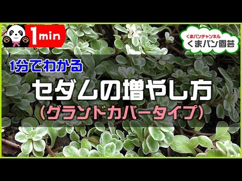 穏やかなマンネングサ 植物